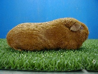 foto: Johan Opsomer
