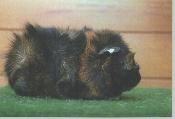 foto: Willy Vermiesch