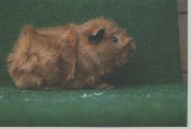 foto: Willy Vermiesch