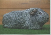 foto: Willy Vermiesch