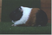 foto: Willy Vermiesch