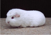 foto: Reginald Deyaert