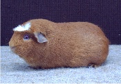foto: Reginald Deyaert