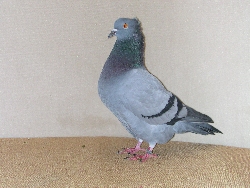 foto: Andr� Lampaert