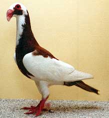 foto: Charles Desmet