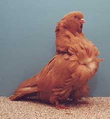 foto: Charles Desmet