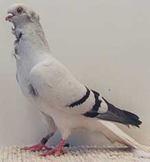 foto: Charles Desmet