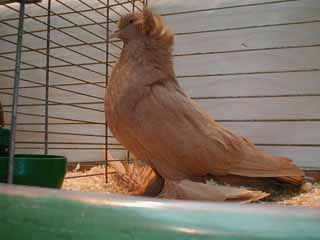 foto: Charles Desmet