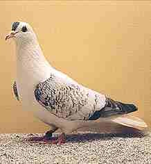 foto: Charles Desmet