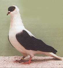 foto: Charles Desmet