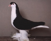 foto: Charles Desmet