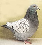 foto: Charles Desmet