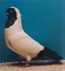 foto: Charles Desmet