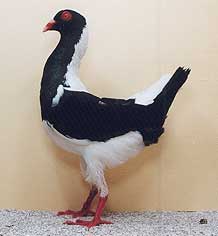 foto: Charles Desmet