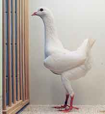 foto: Charles Desmet