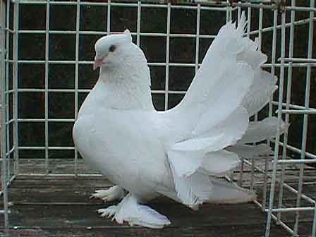 foto: Charles Desmet