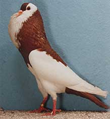 foto: Charles Desmet