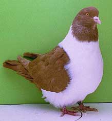 foto: Charles Desmet