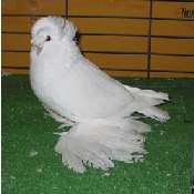 foto: Charles Desmet