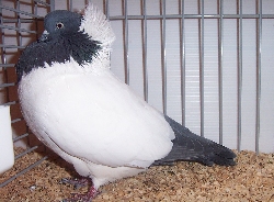 foto: Joop Nouwels (NL)