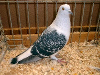 foto: Reginald Deyaert