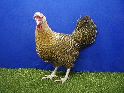 foto: Johan Opsomer