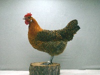 foto: Reginald Deyaert