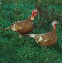 foto: Boudewijn Goddeeris