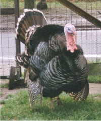 foto: Reginald Deyaert