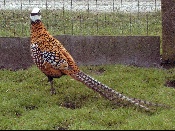 foto: Reginald Deyaert