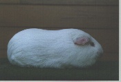 foto: Willy Vermiesch