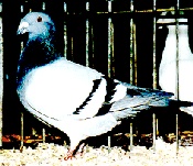 foto: Charles Desmet