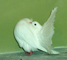 foto: Charles Desmet