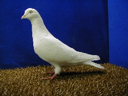 foto: Johan Opsomer