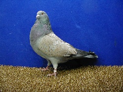 foto: Johan Opsomer