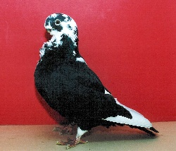 foto: Free Hasselman