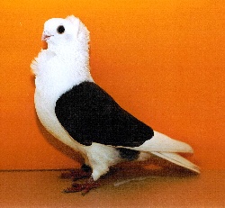 foto: Free Hasselman