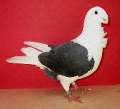 foto: Free Hasselman