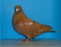 foto: Reginald Deyaert