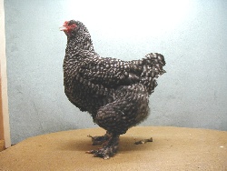 foto: Johan Opsomer
