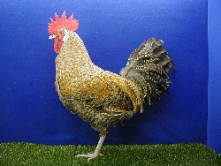 foto: Johan Opsomer
