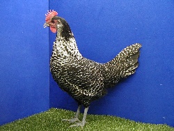 foto: Johan Opsomer