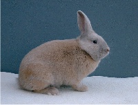 foto: Reginald Deyaert