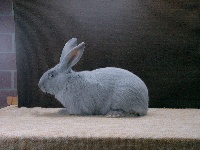 foto: Reginald Deyaert