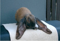 foto: Reginald Deyaert