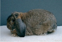 foto: Reginald Deyaert