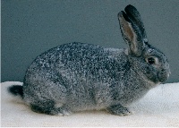 foto: Reginald Deyaert