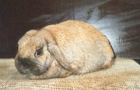foto: Reginald Deyaert