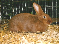 foto: Reginald Deyaert