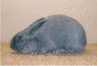 foto: Reginald Deyaert